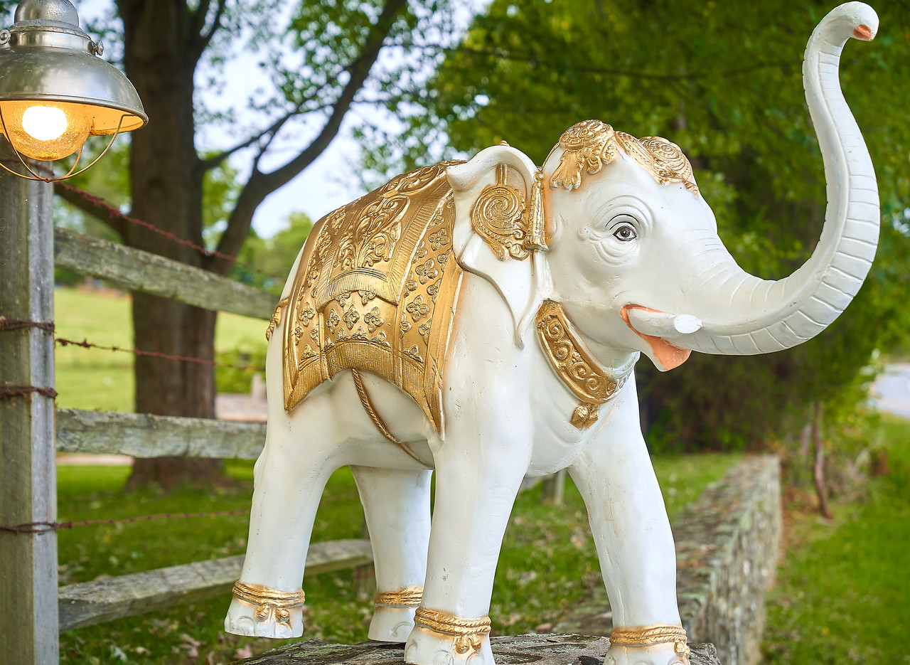 🐘 White & Gold Decorative Elephant Rentals 🐘 White & Gold Decorative Elephant Rentals